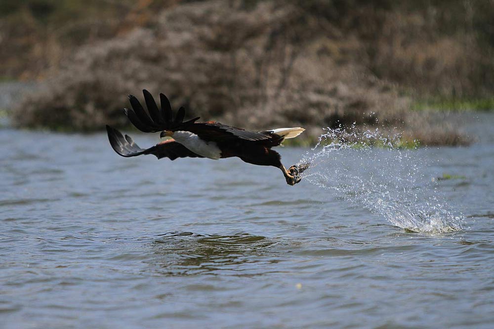 عقاب ماهی گیر
