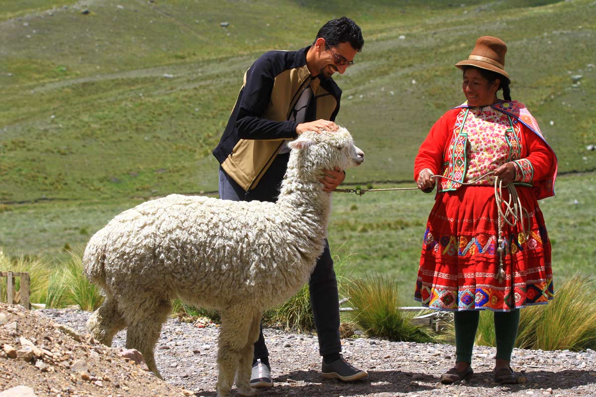 آلپاکا - سفرنامه پرو