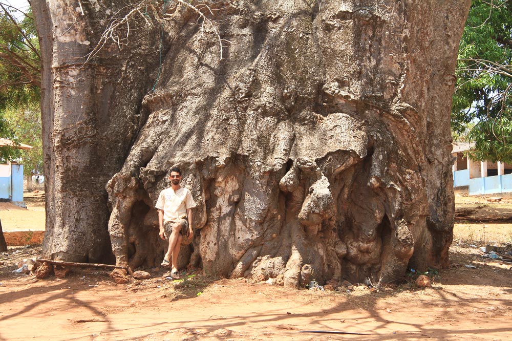 درخت باوباب غول پیکر