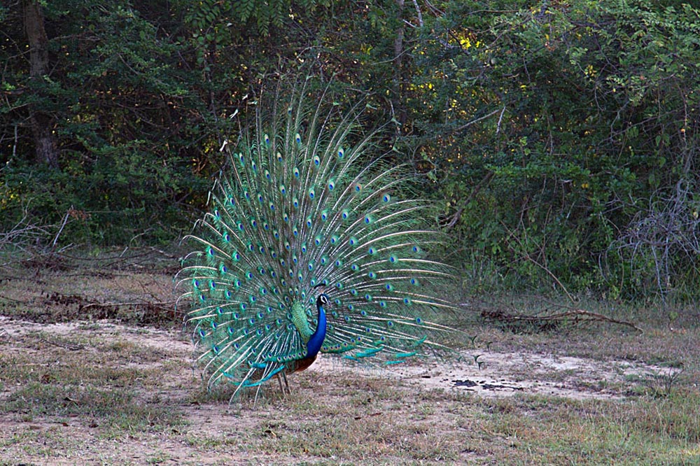 طاووس وحشی در سریلانکا