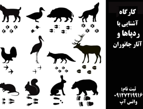 ردپاهای جانوران