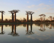 تور ماداگاسکار