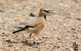 زاغ بور