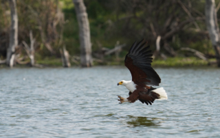 دریاچه نیواشا - عقاب ماهیگیر آفریقایی
