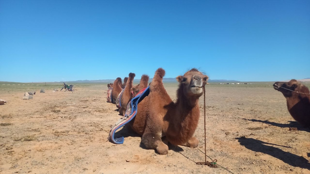 شتر دو کوهانه